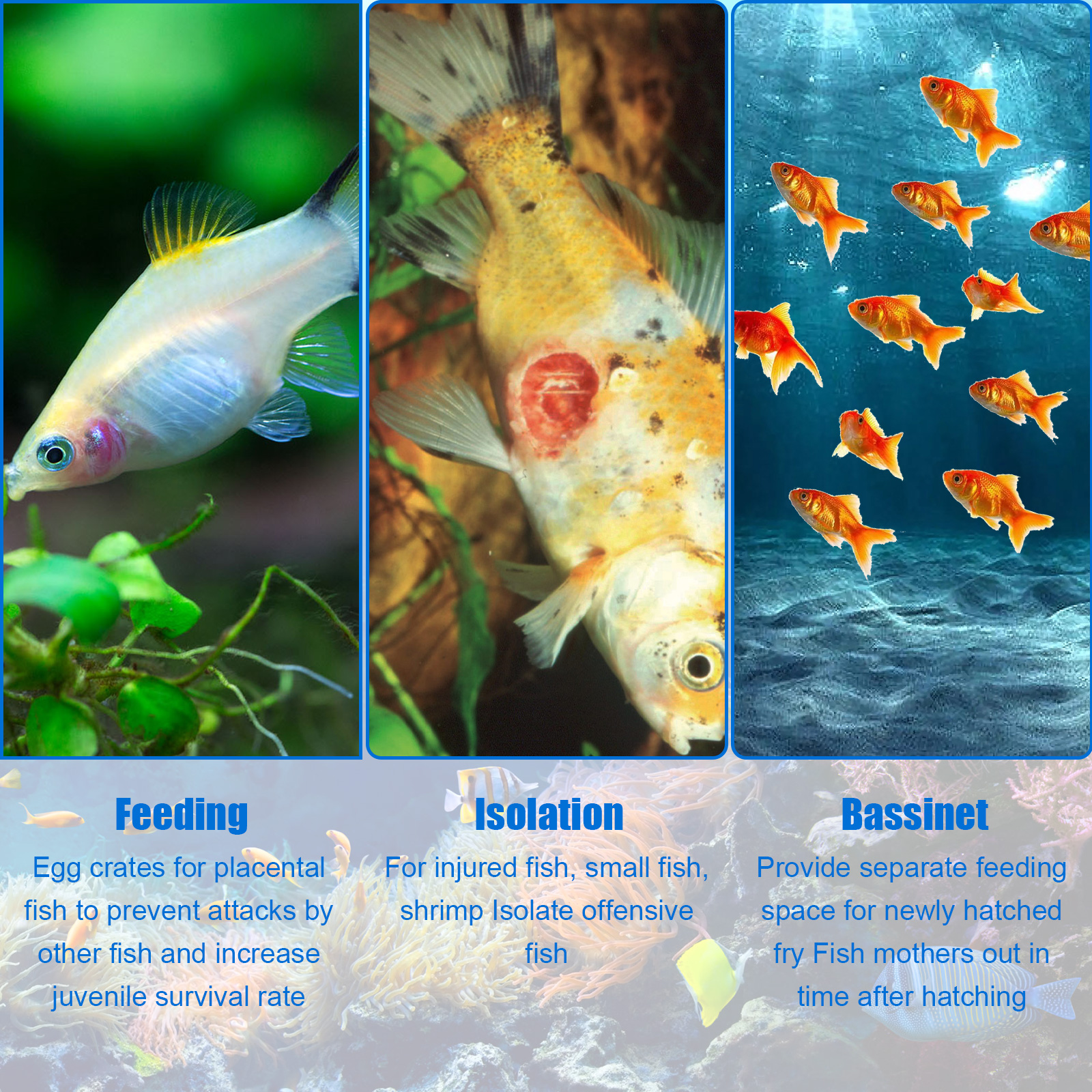 Aquarium Breeder Box Fish Bree - Aquarium Fish In Bowl のレビューと価格
