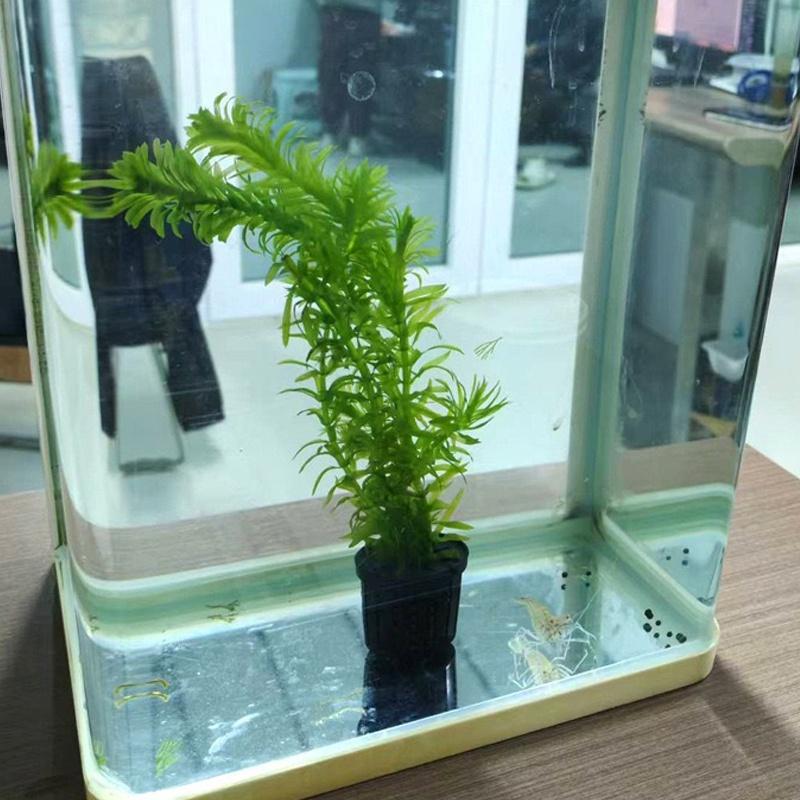 4Pcs Pet Fish Tank Landscaping - Aquarium Fishes のレビューと価格
