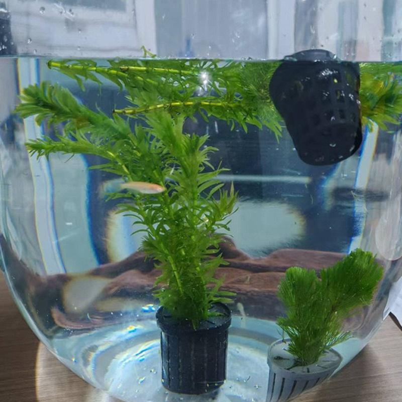 4Pcs Pet Fish Tank Landscaping - Aquarium Fishes のレビューと価格