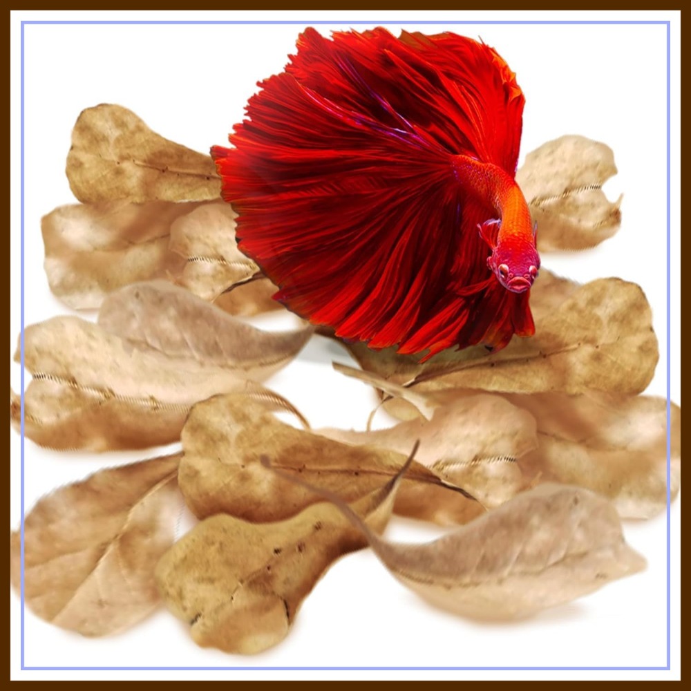 50 Pcs Catappa Indian Almond L - Aquarium Goldfish のレビューと価格