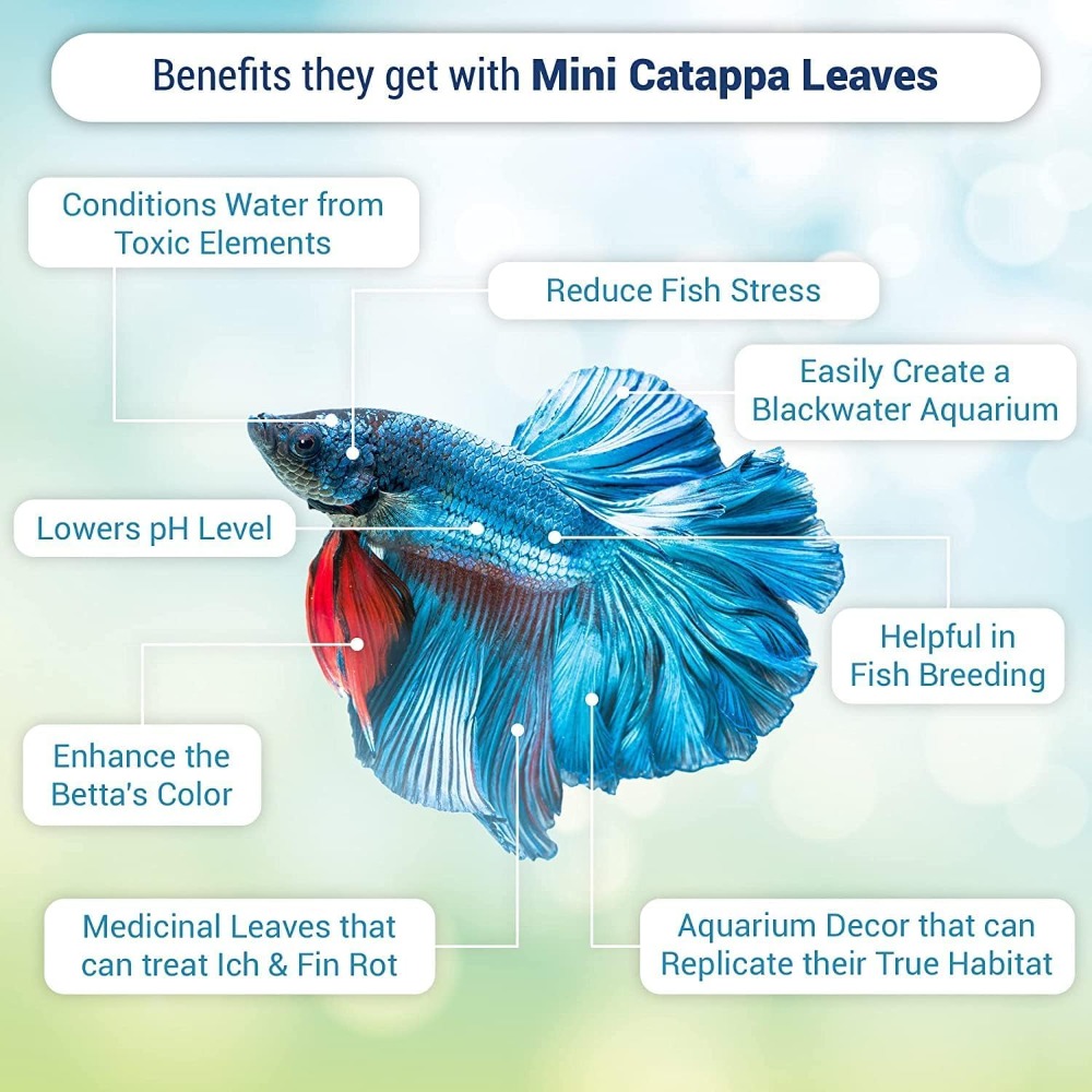 50 Pcs Catappa Indian Almond L - Aquarium Goldfish のレビューと価格