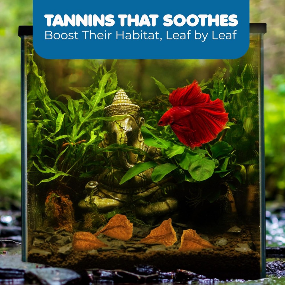50 Pcs Catappa Indian Almond L - Aquarium Goldfish のレビューと価格