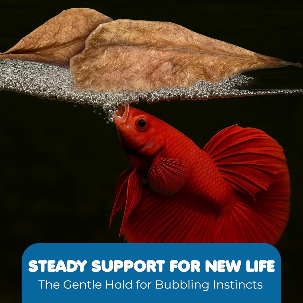 50 Pcs Catappa Indian Almond L - Aquarium Goldfish のレビューと価格