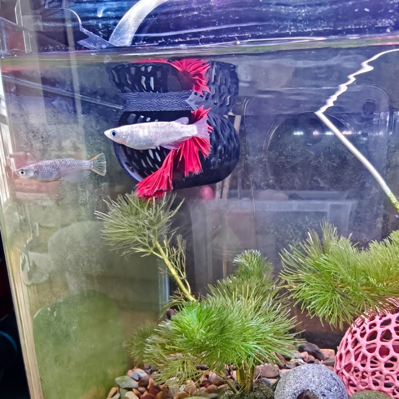 Floating Betta Hammock Tunnel, - Aquarium Fish Hiding Places のレビューと価格
