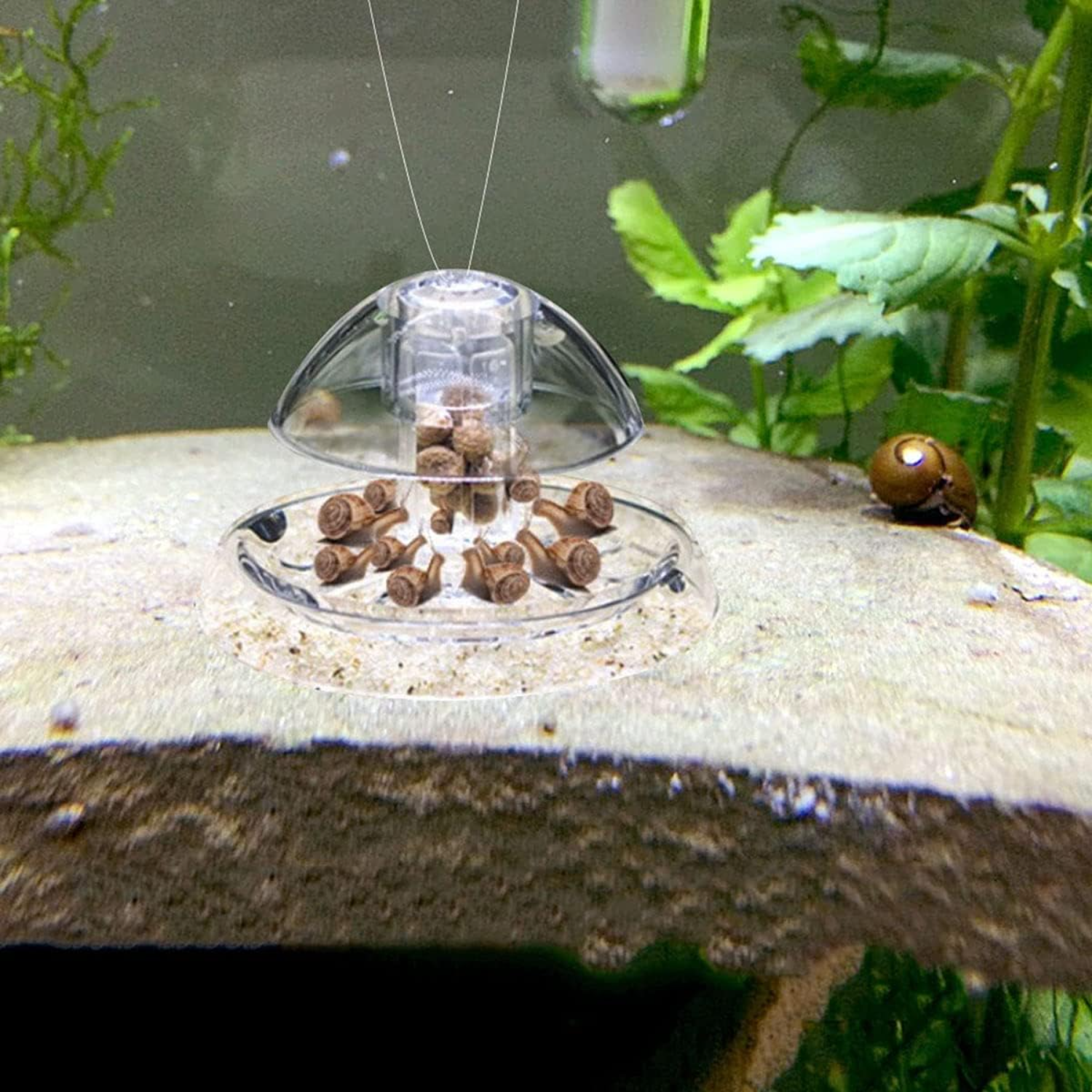 Ailindany Snail Trap Plastic T - Aquarium Fish Online のレビューと価格