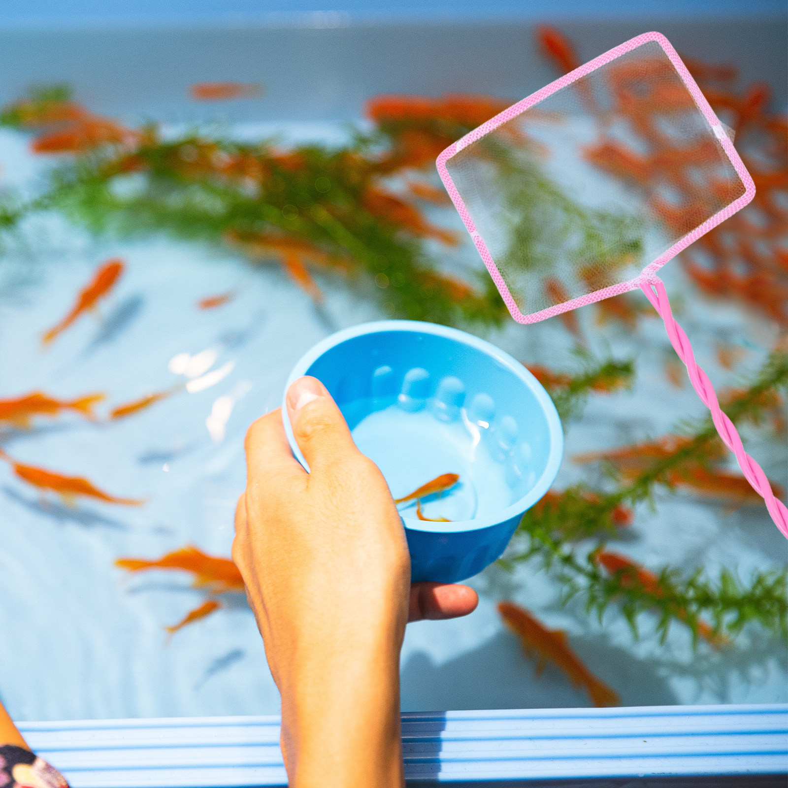 4Pcs Fishing Net Gentle Soft M - Aquarium Fishland のレビューと価格