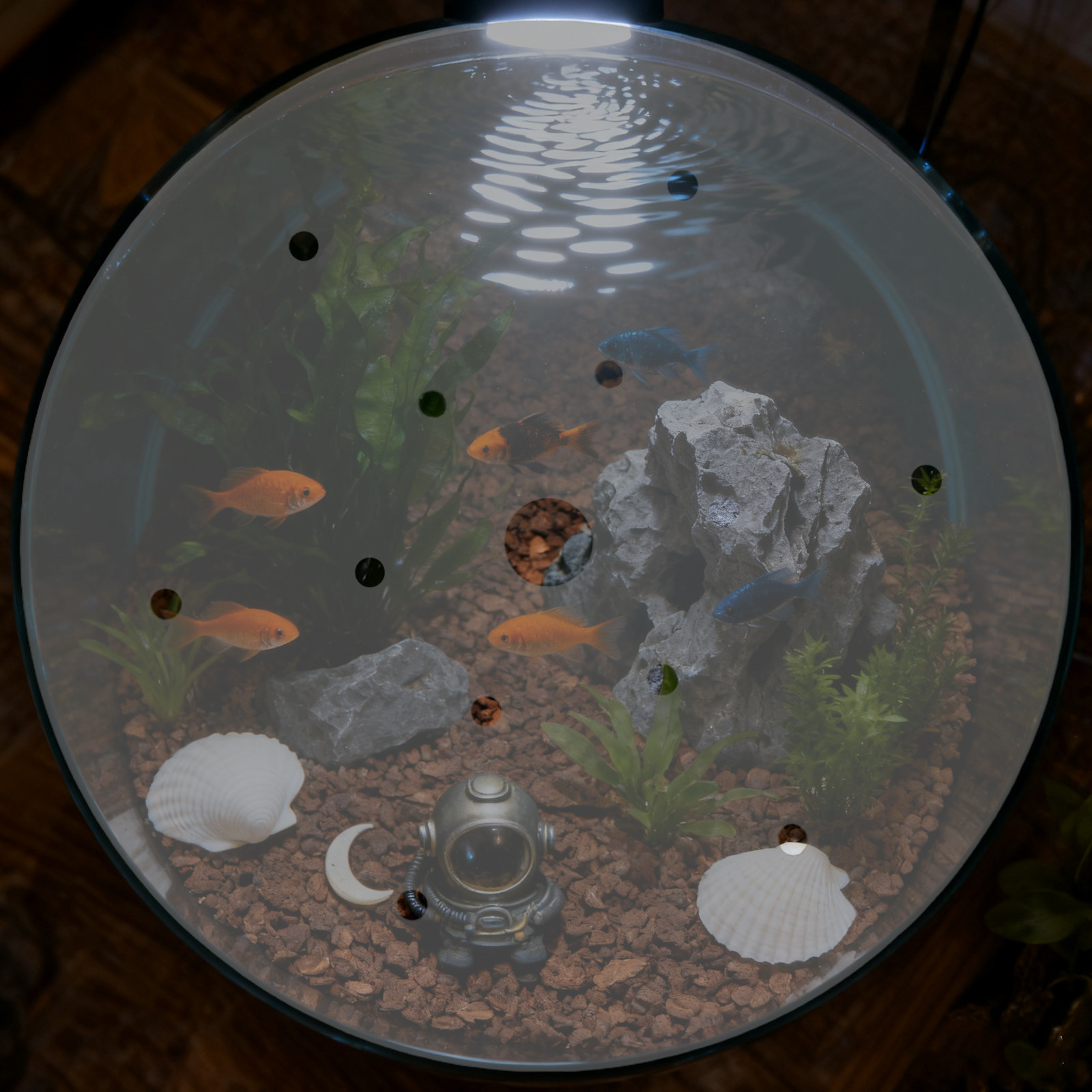 7 Inch Round Acrylic Fish Tank - Aquarium Fish In Bowl のレビューと価格