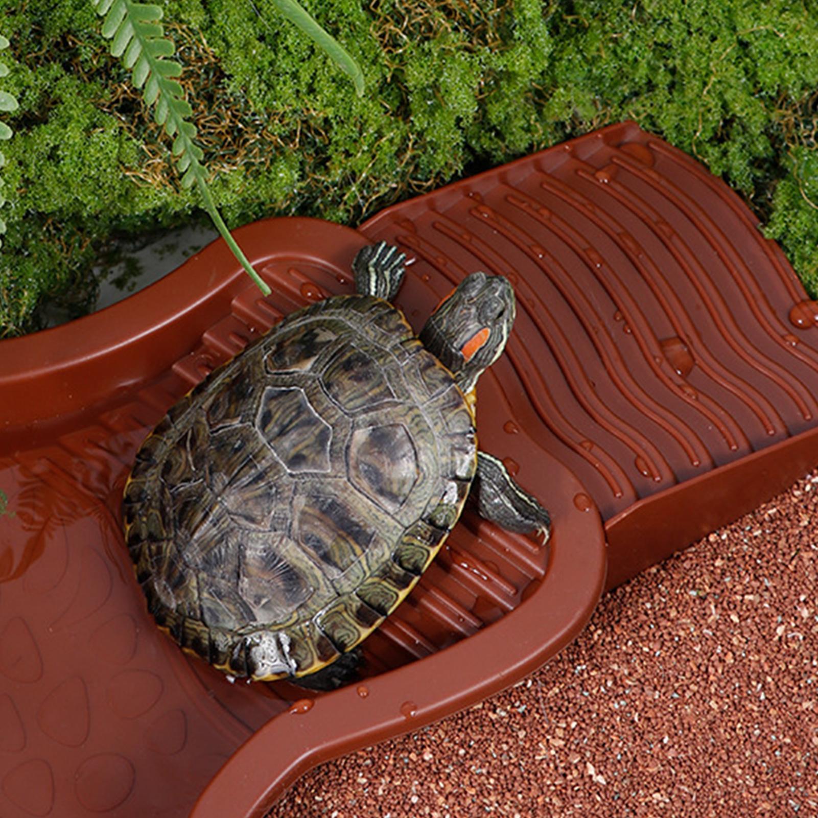 Reptile Bathing Pool Aquarium  - Aquarium Fish In Bowl のレビューと価格