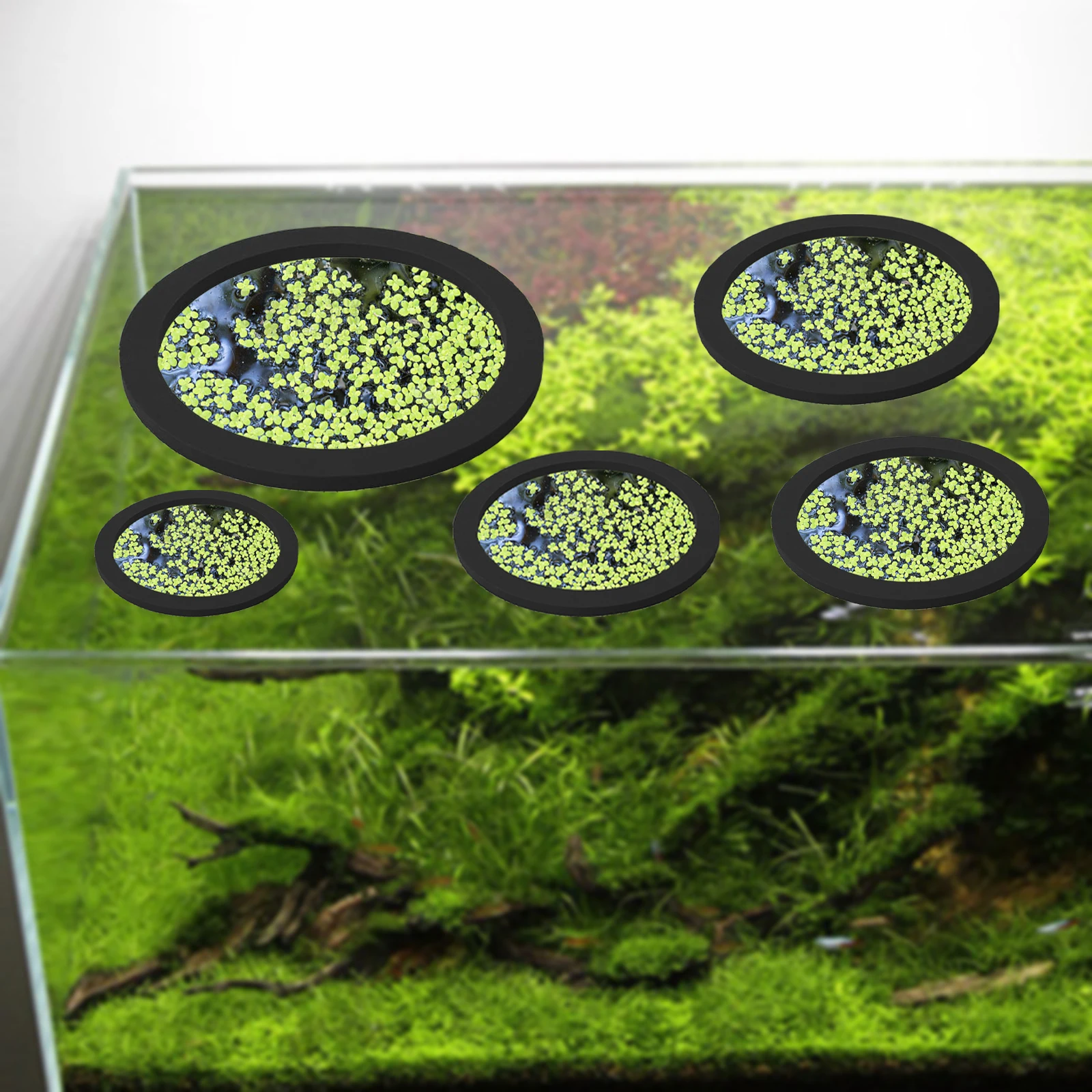 5Pcs EVA Fish Feeding Ring Aqu - Aquarium Fishes のレビューと価格