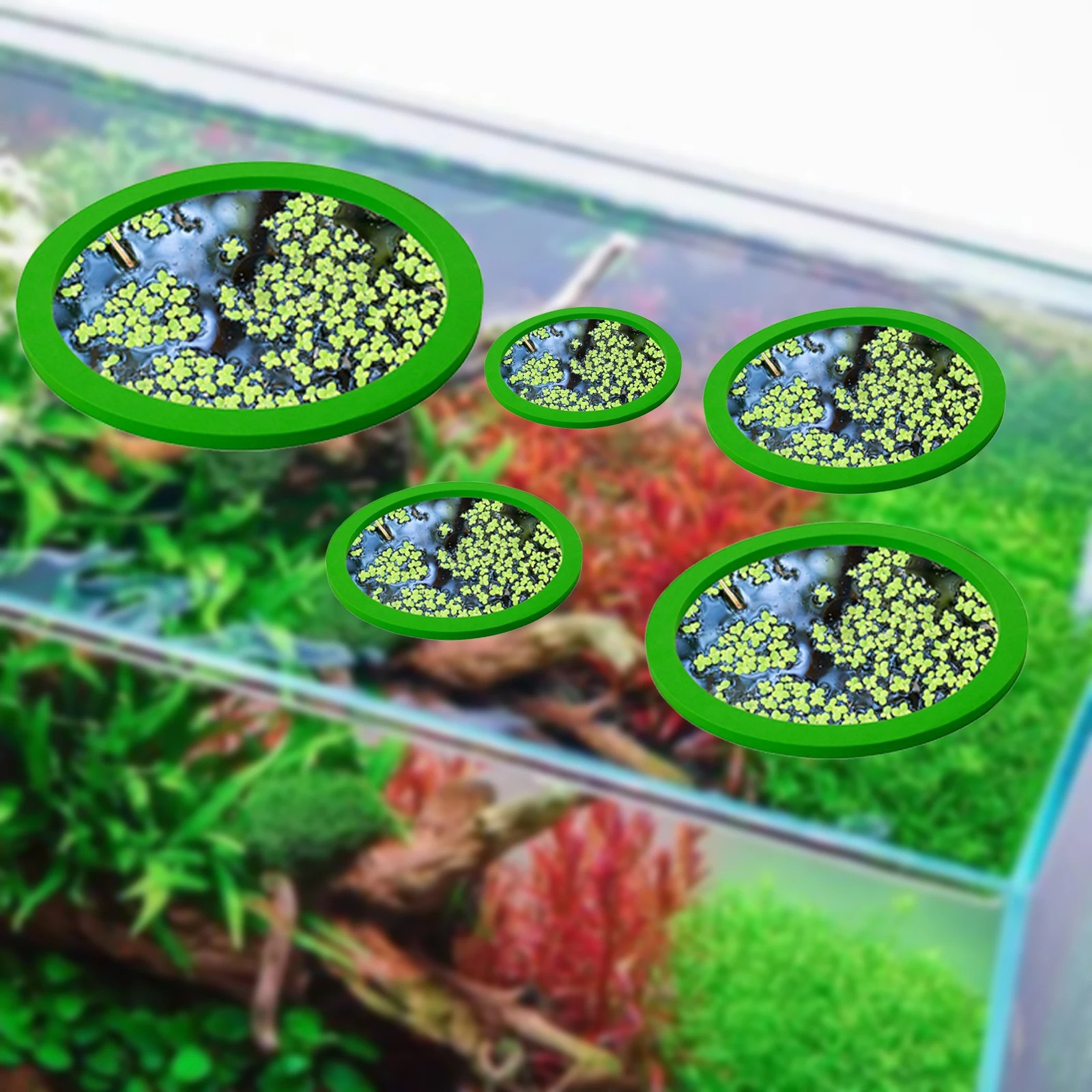 5Pcs EVA Fish Feeding Ring Aqu - Aquarium Fishes のレビューと価格