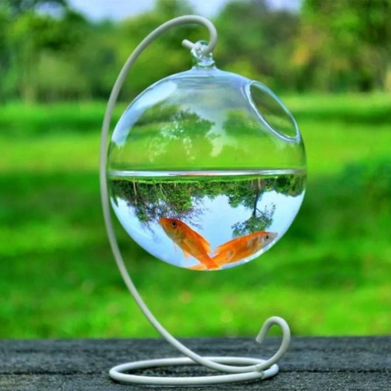 Transparent Spherical Glass Ha - Aquarium Fish In Bowl のレビューと価格