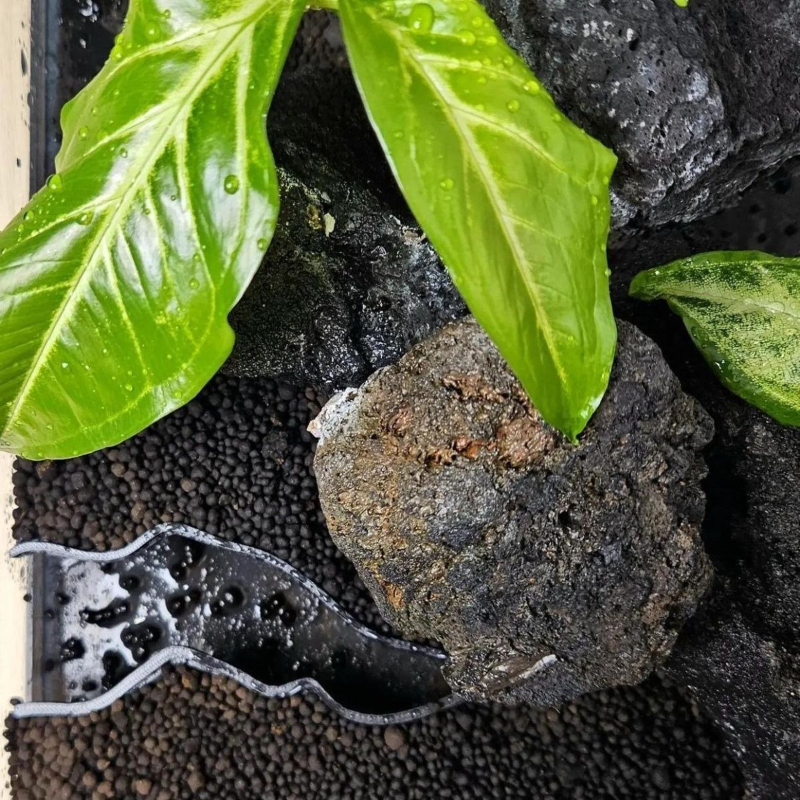 3D-Printed Simulated Canyon Va - Aquarium Fish Games のレビューと価格
