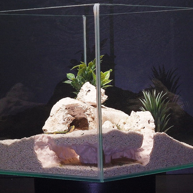 3DPrinted Fish Tank Tunnel She - Aquarium Fish Hiding Places のレビューと価格