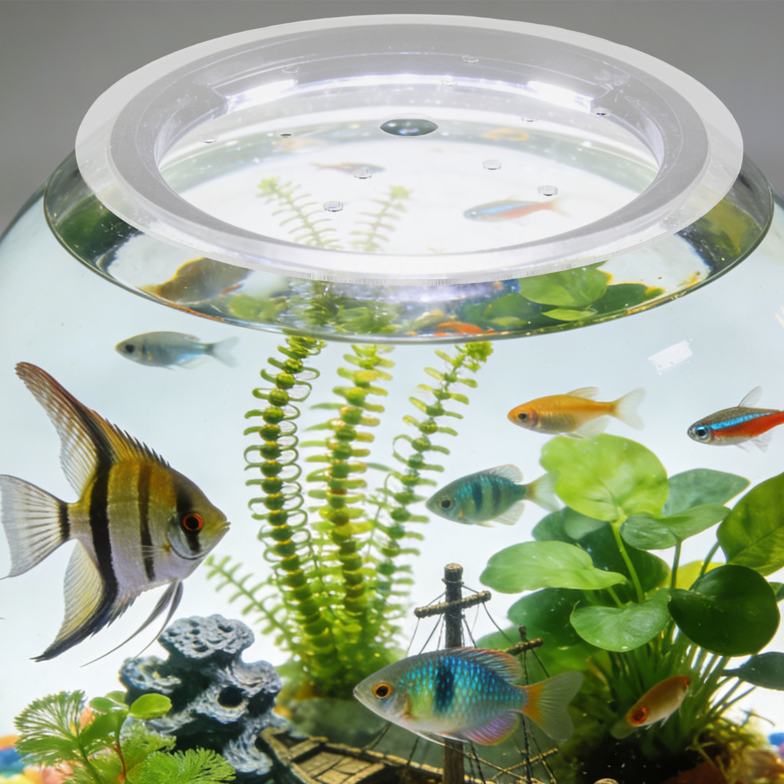 19Cm Clear Acrylic Round Fish  - Aquarium Fish In Bowl のレビューと価格