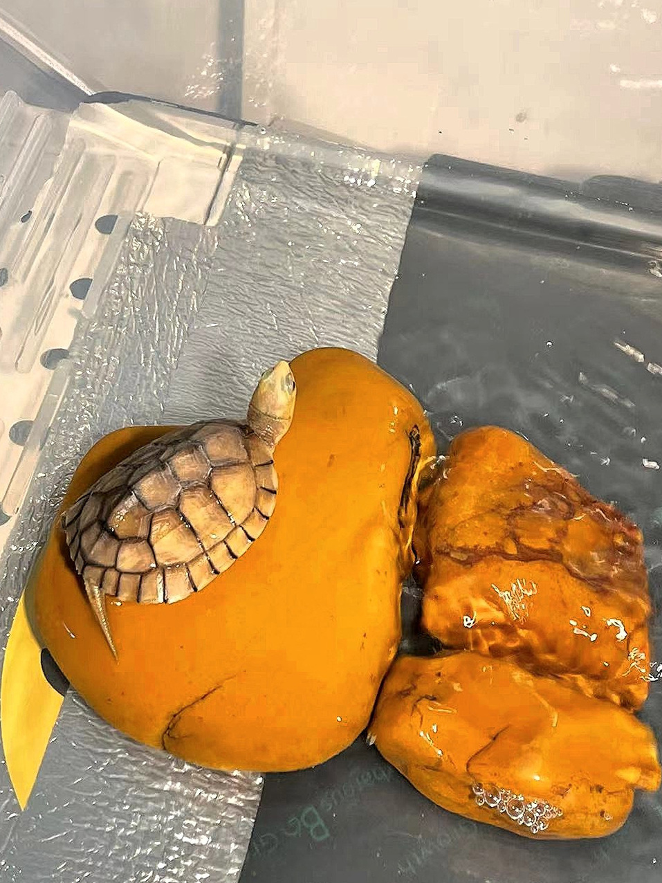 Natural Yellow Wax Stone Turtl - Aquarium Fishland のレビューと価格