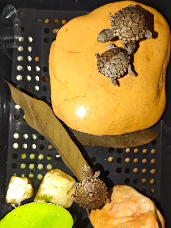 Natural Yellow Wax Stone Turtl - Aquarium Fishland のレビューと価格
